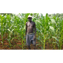 Corn Stalk Field Training Aid